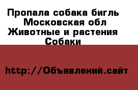 Пропала собака бигль - Московская обл. Животные и растения » Собаки   